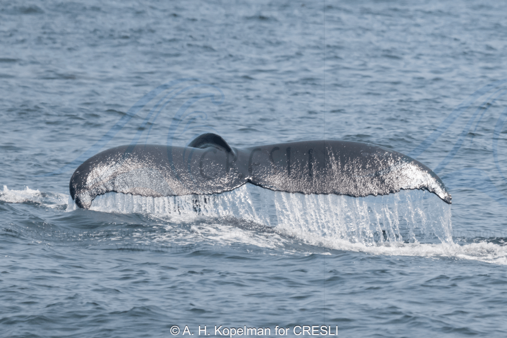 Whale's tail emerging from ocean water