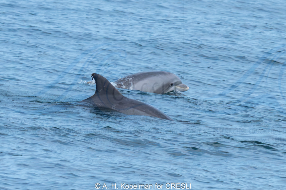 Two dolphins swimming in the ocean near the surface.
