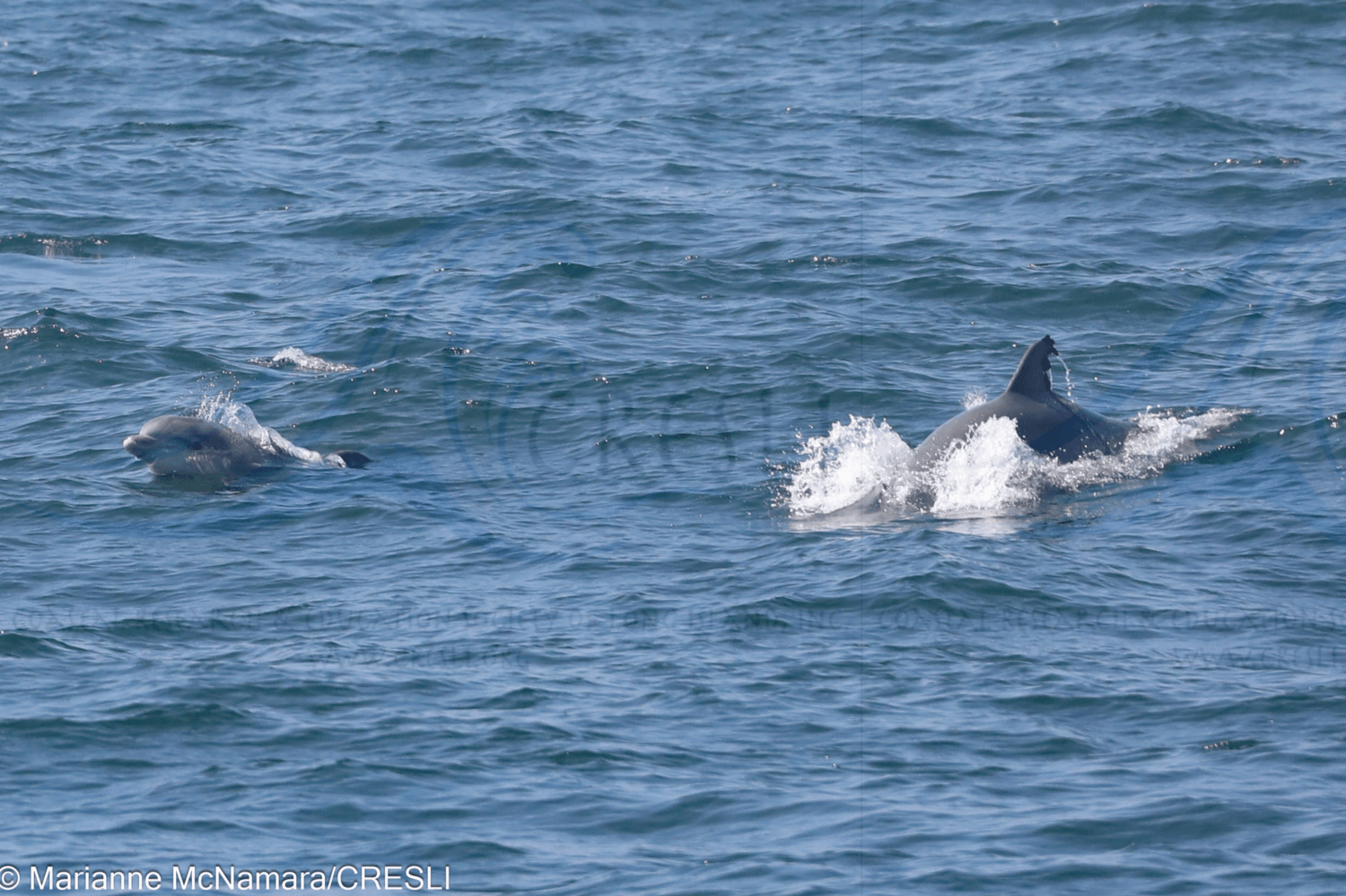 Two dolphins swimming in the ocean, partially submerged in water.