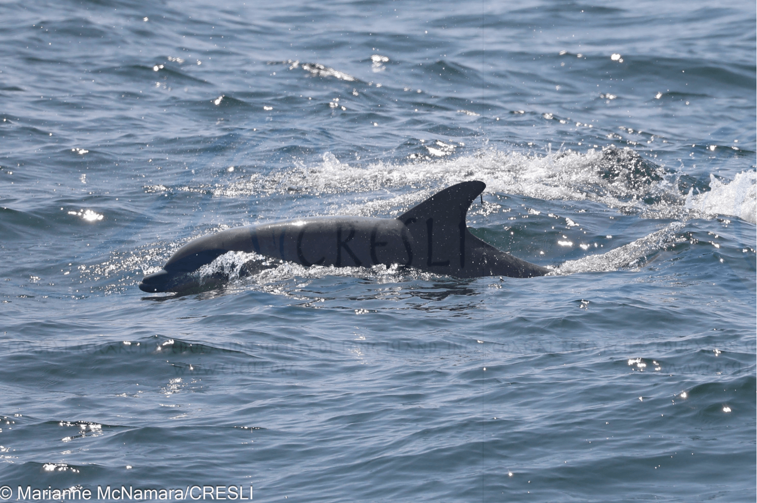 Dolphin swimming in the ocean, partially above water.