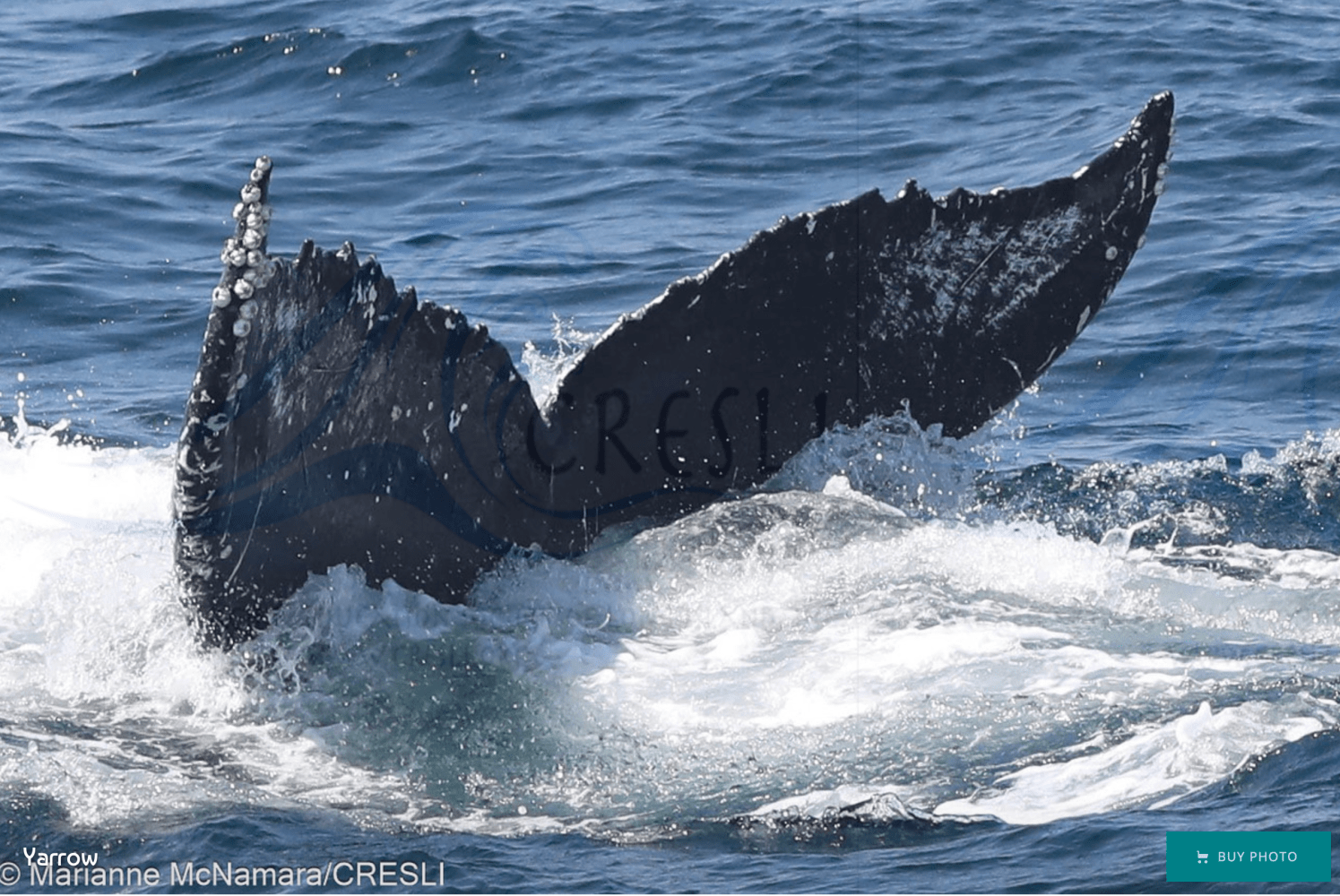 Humpback whale tail above ocean water, slight splash visible.