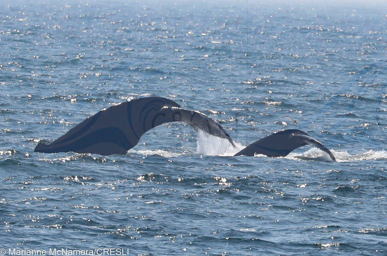Two whale tails emerging from the ocean water.