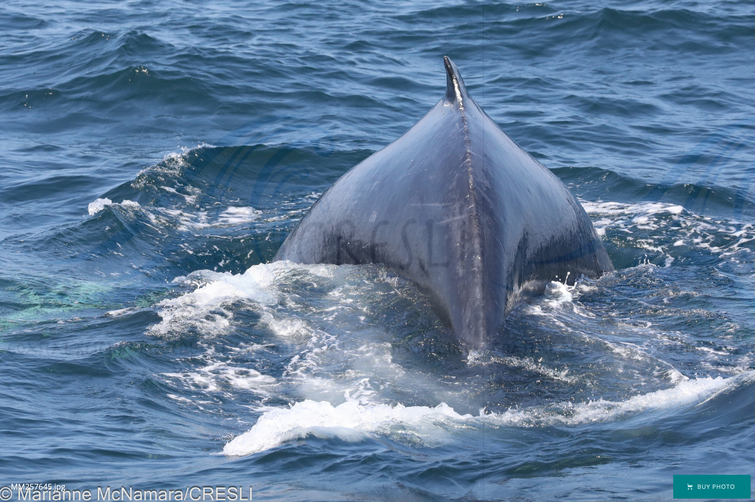 A large whale's back surfacing in ocean waters.