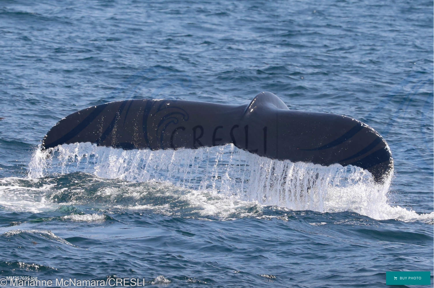 Whale tail emerging from ocean water, splashing around.