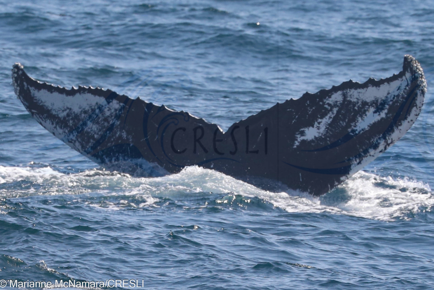 Whale tail above ocean surface with water splashes.