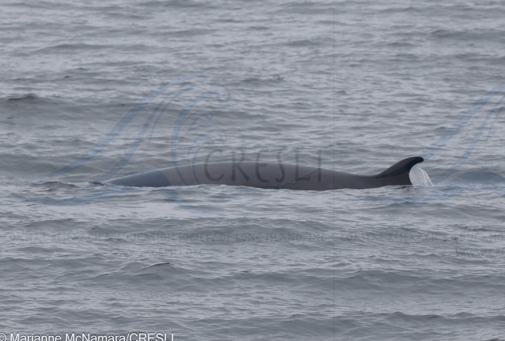 A whale surfacing in a calm sea, only the dorsal fin visible.