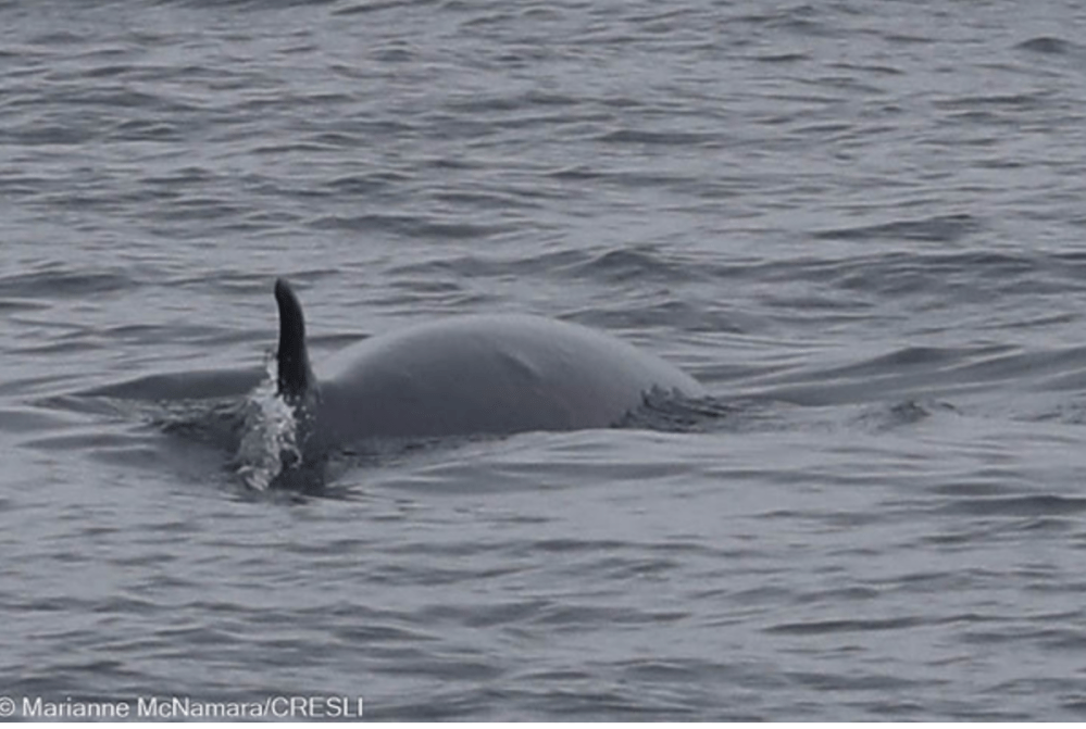 Minke whale fin visible above ocean surface