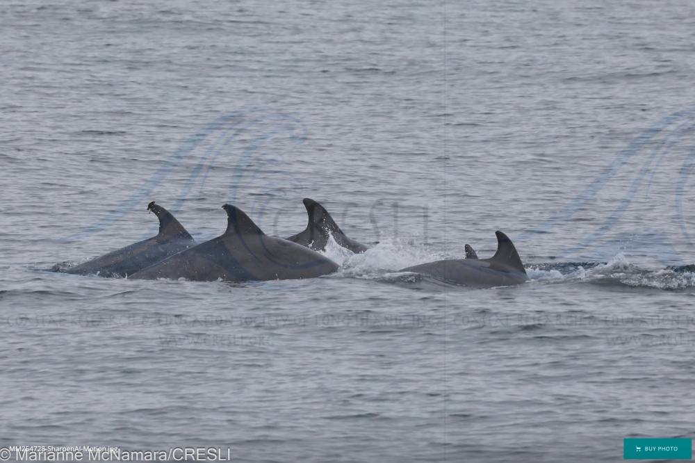 Pod of dolphins swimming in the ocean.
