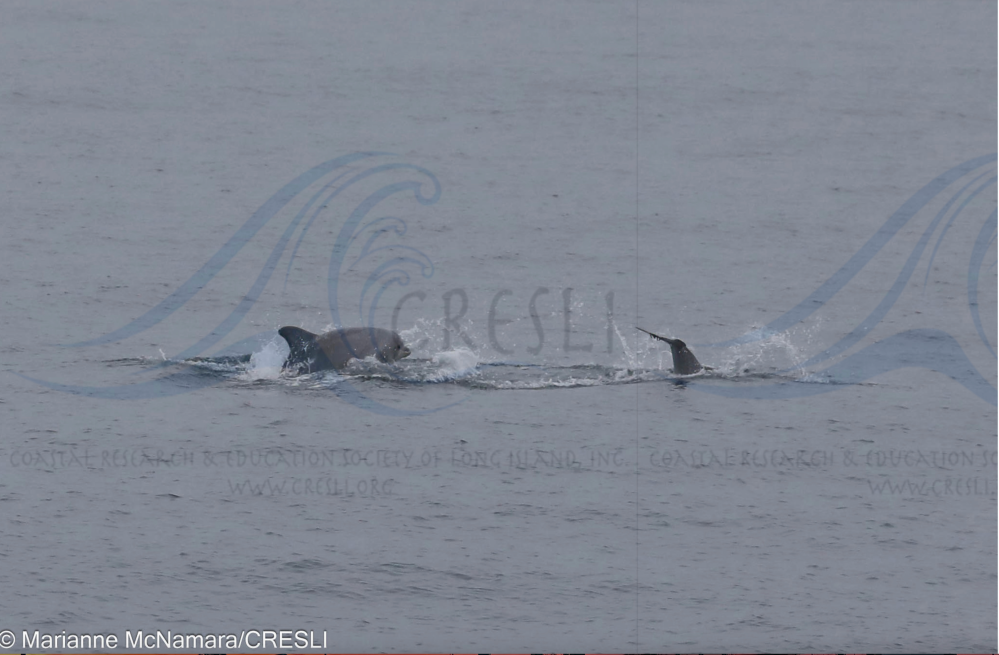 Dolphins swimming in the ocean with one fin visible above water.