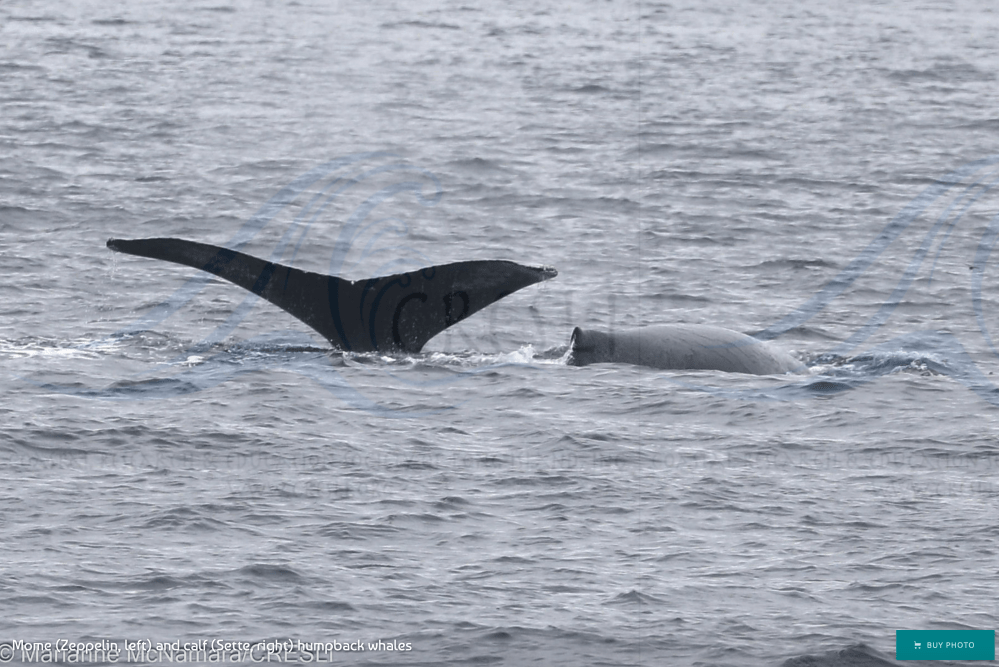Humpback whale tail and back visible above ocean surface.
