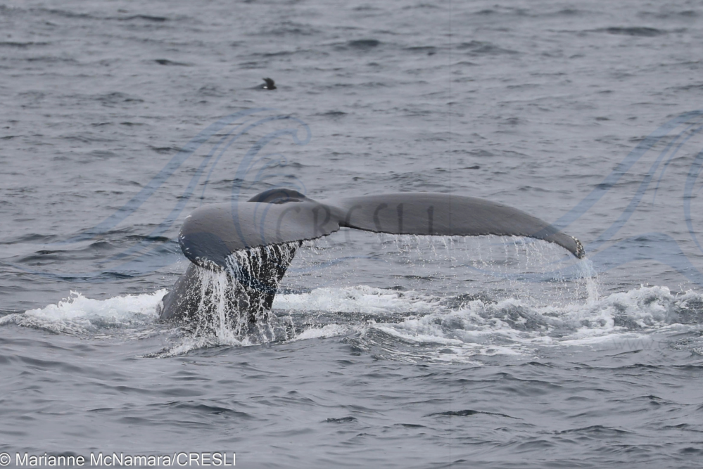 Whale tail emerges from ocean, water cascading off fins.
