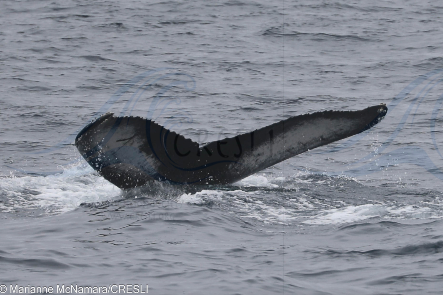 Whale's tail above ocean surface with water splashing around.