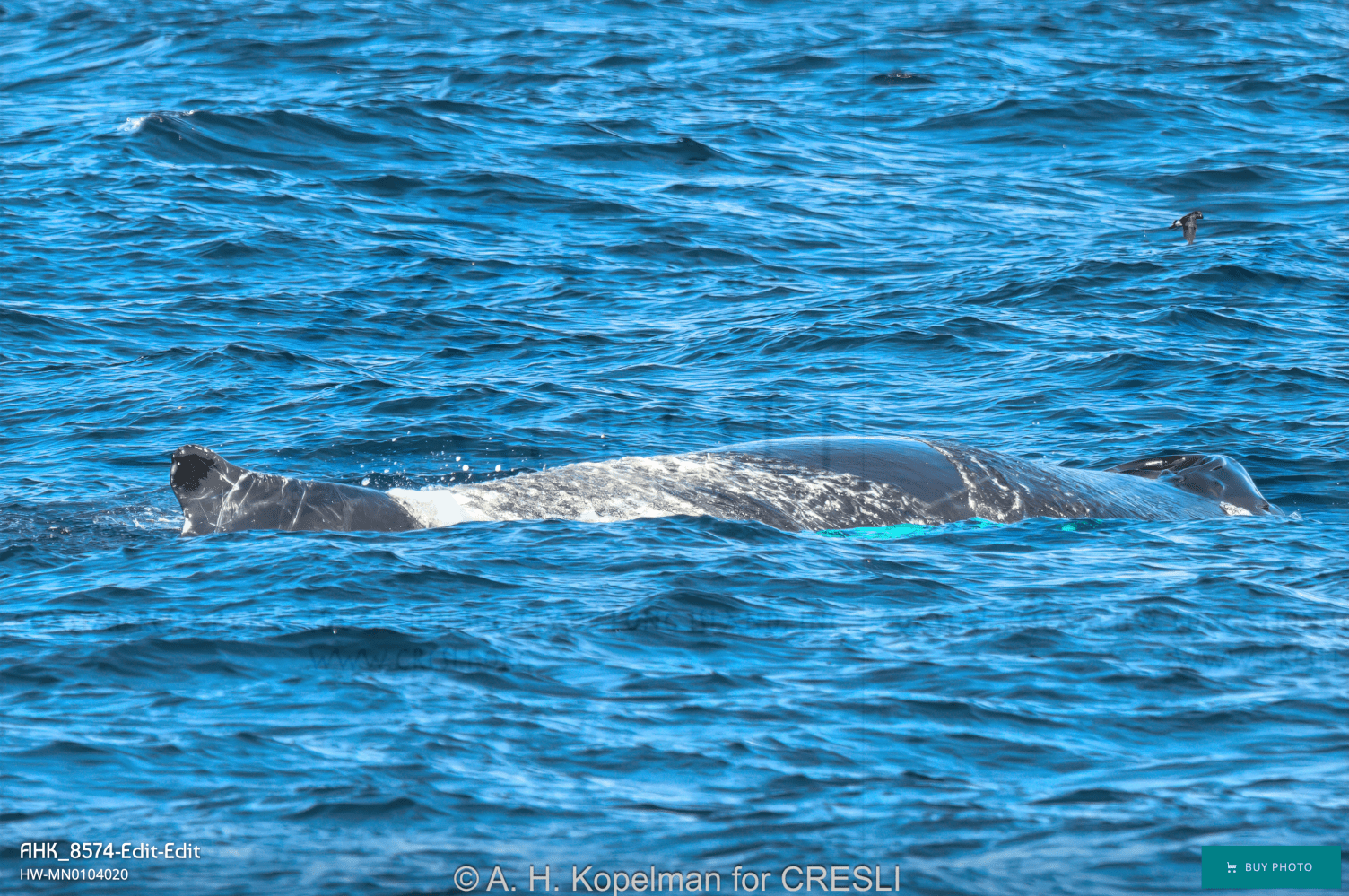 Humpback whale partially submerged in the ocean.