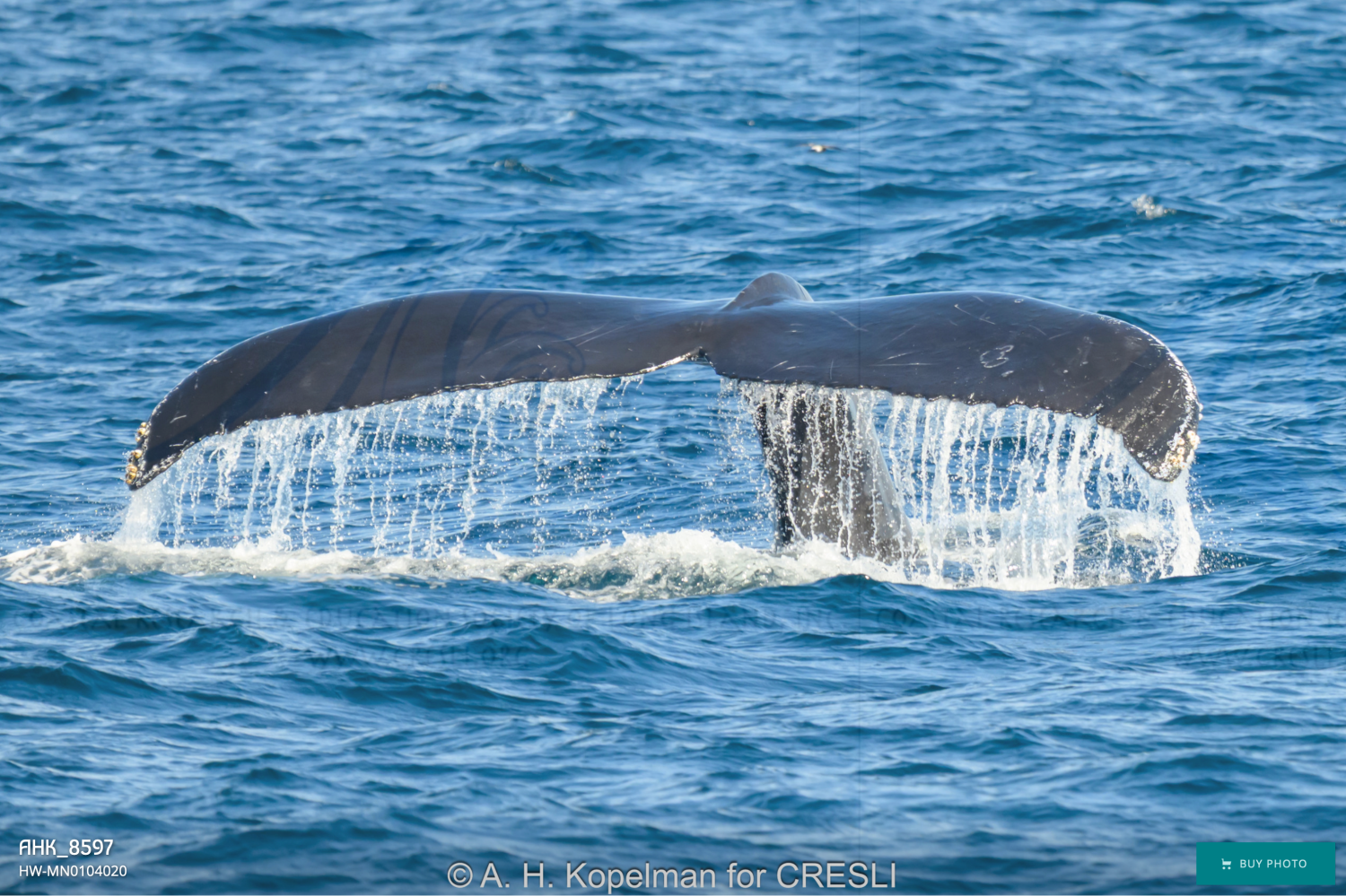Whale tail emerging from ocean water.