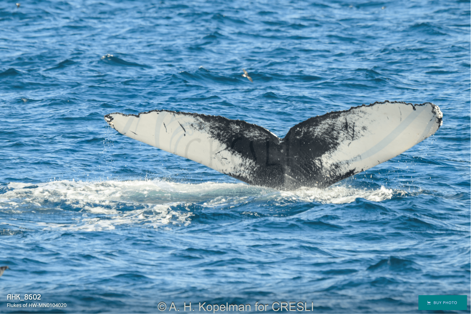Humpback whale tail above blue ocean water.