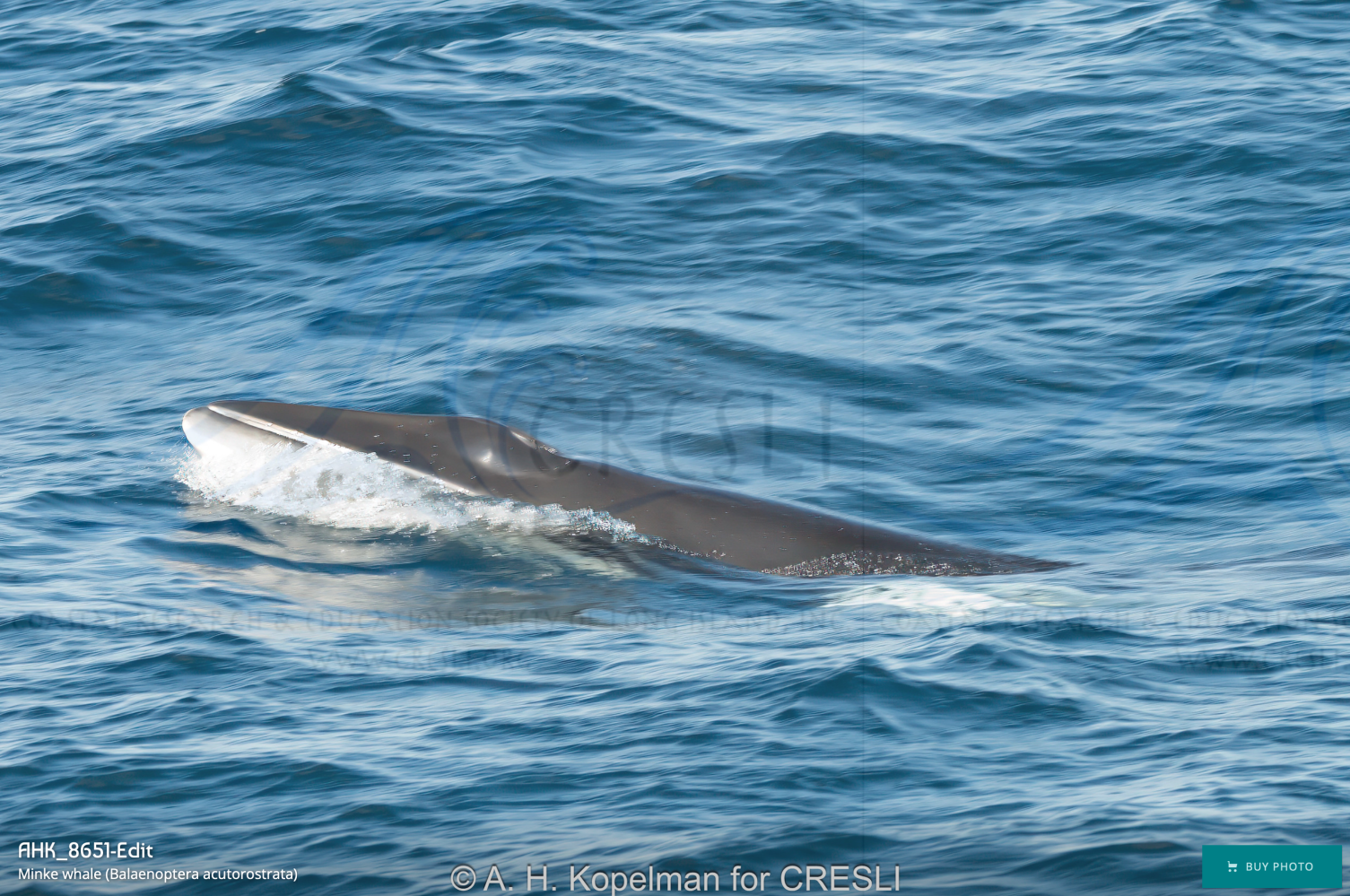 A whale partially visible above the ocean surface.