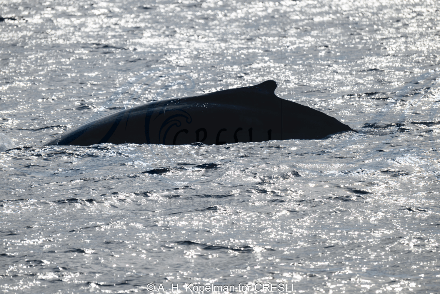 Whale's back emerging from shimmering water surface.