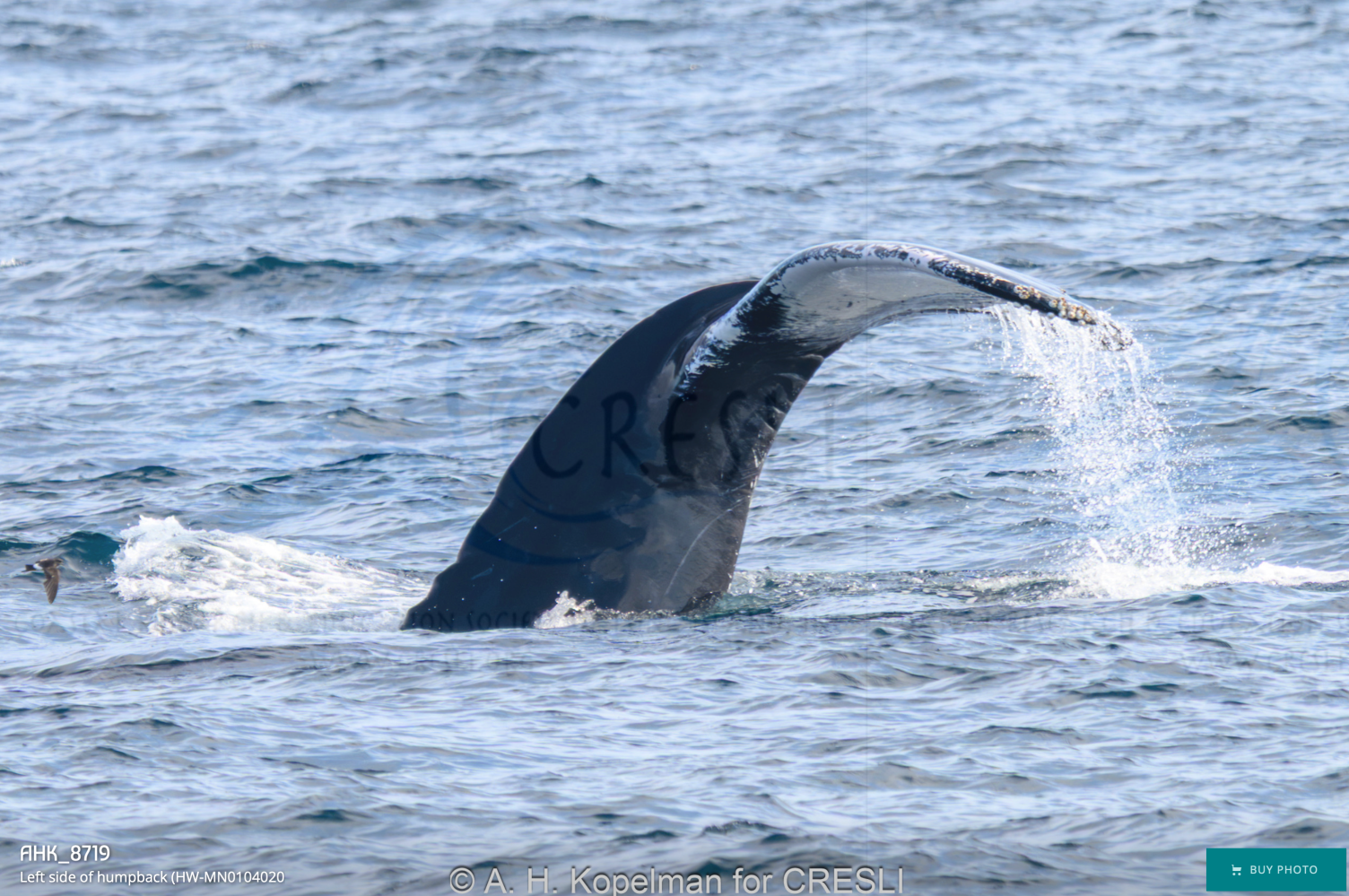 Whale tail above ocean water with waves.