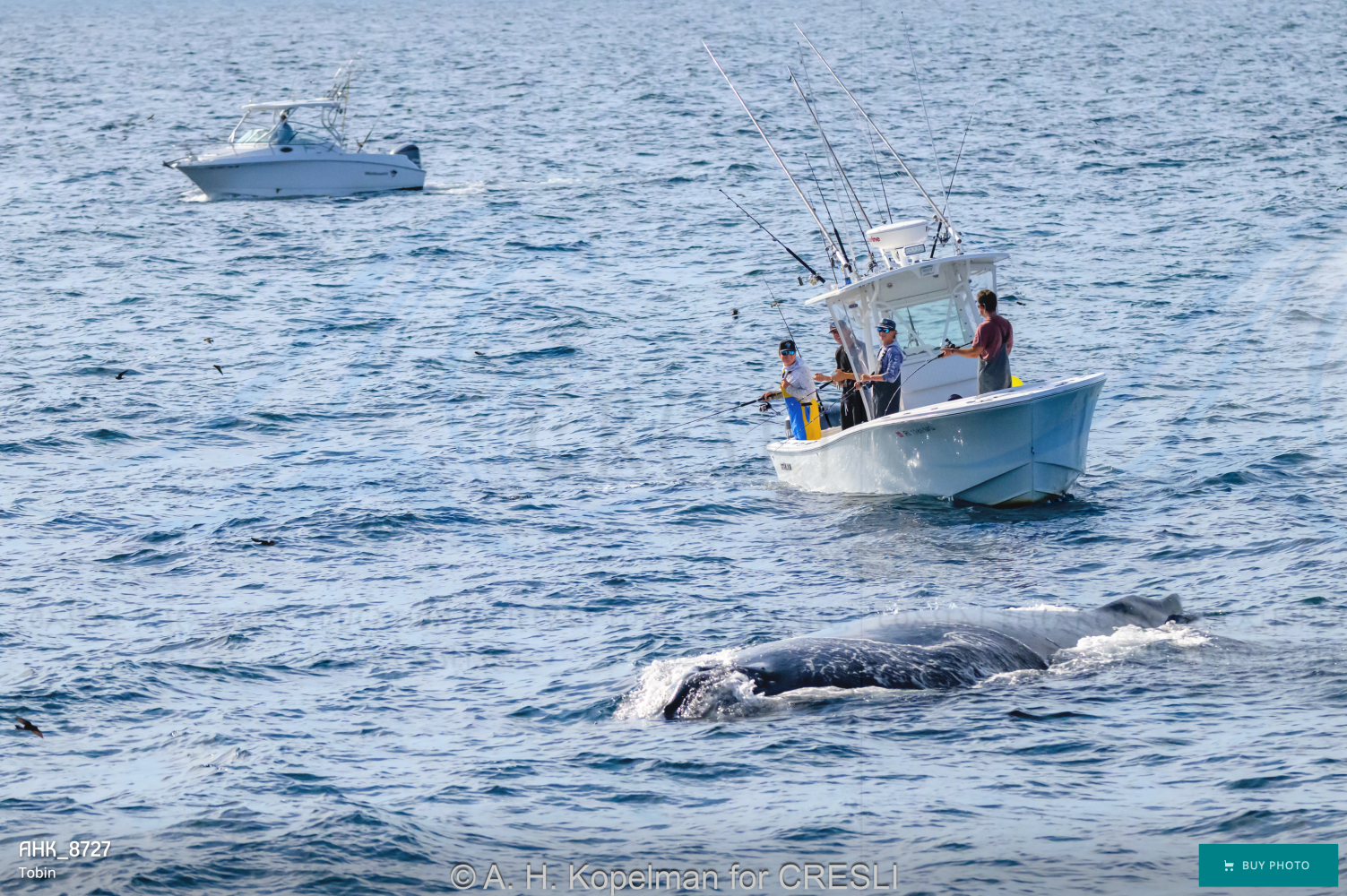 Two boats on ocean, one with people, near surfacing whale.