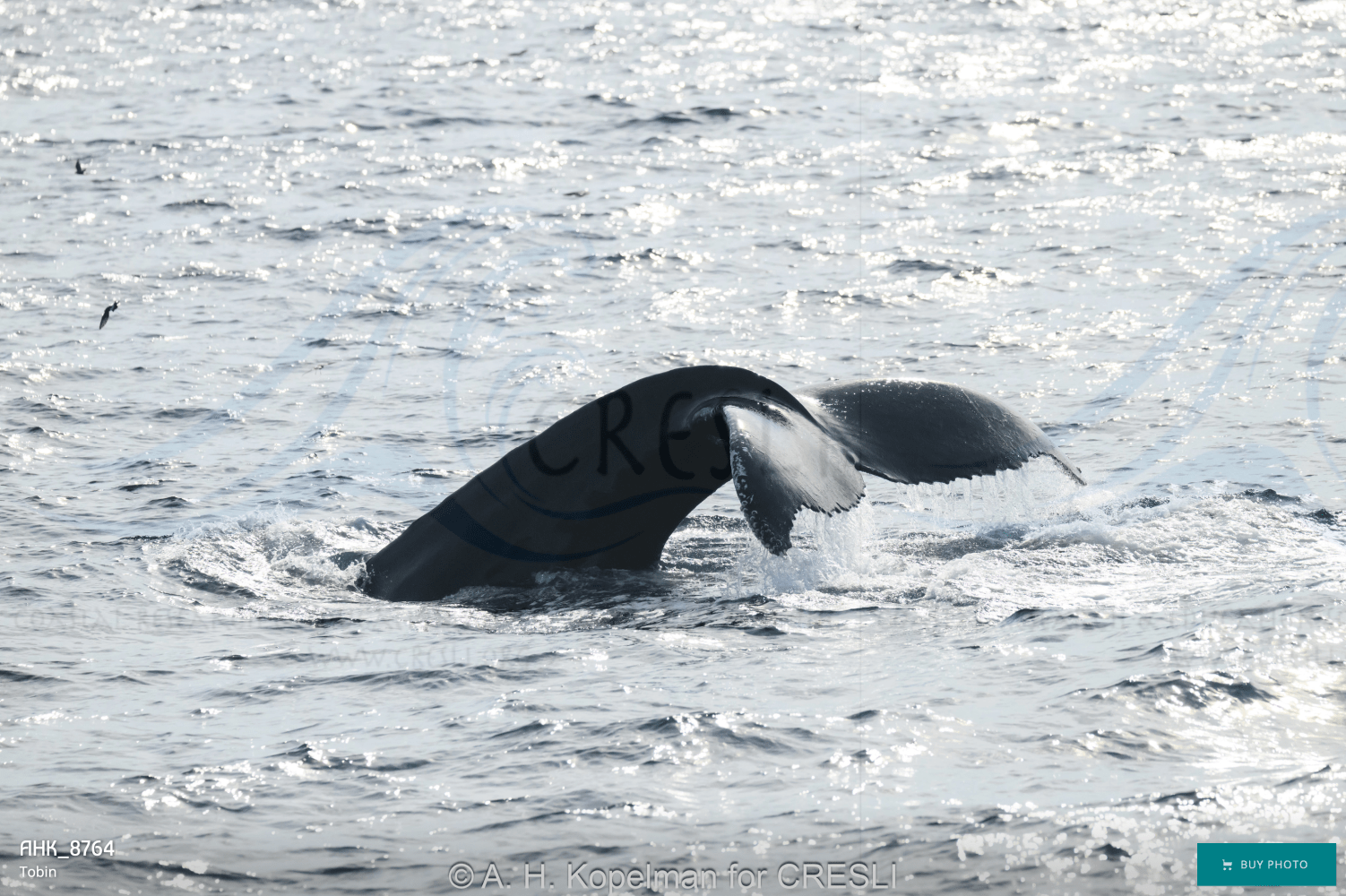 Whale tail emerging from ocean water surface.