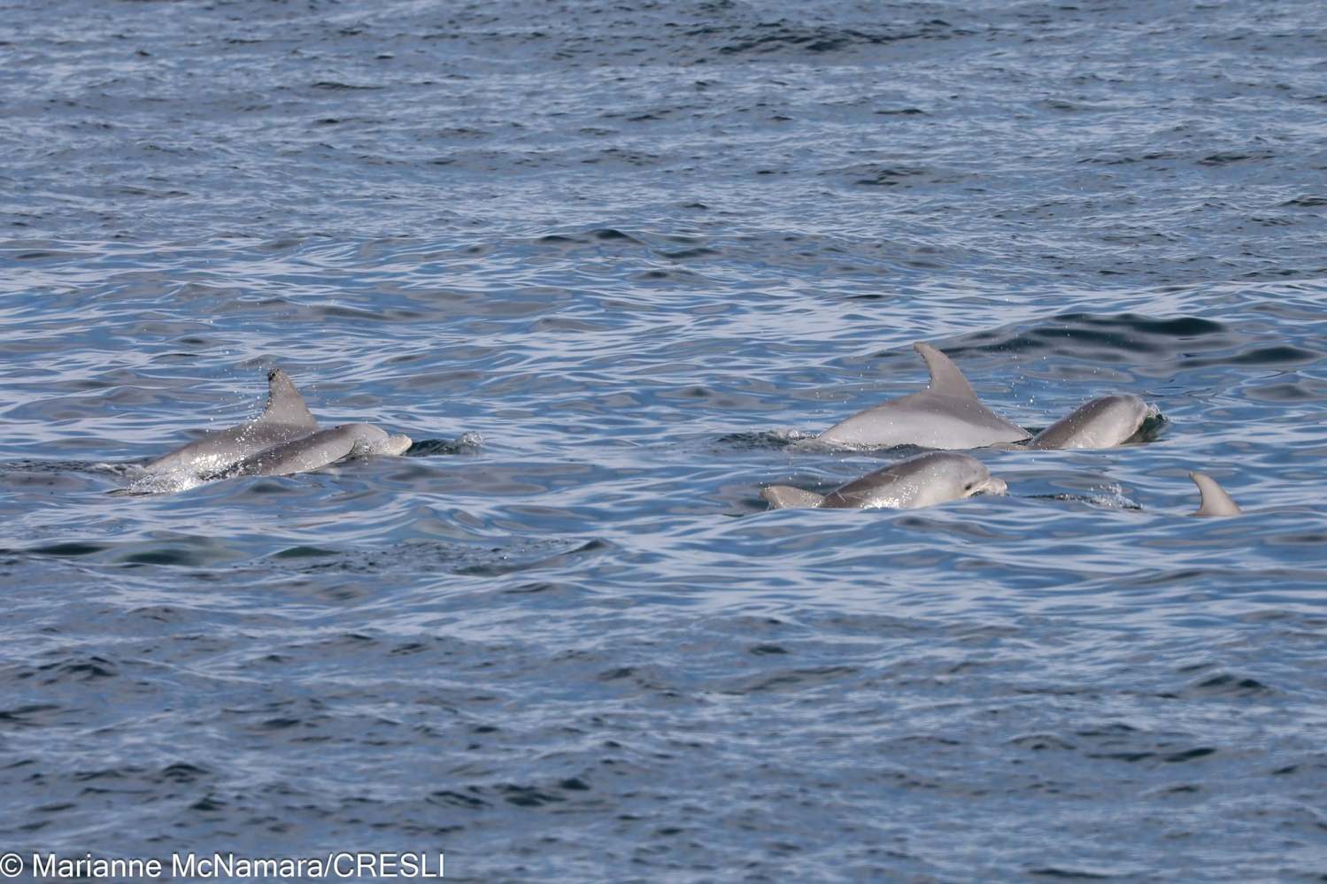 Group of dolphins swimming near the ocean surface.