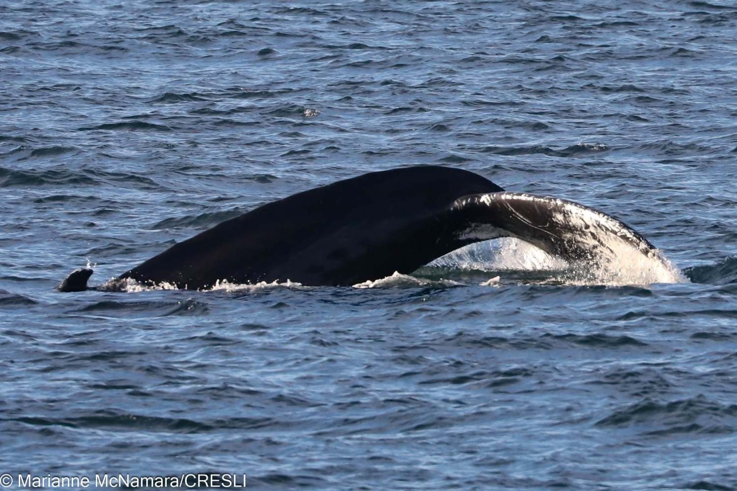 Whale tail emerging from ocean water.