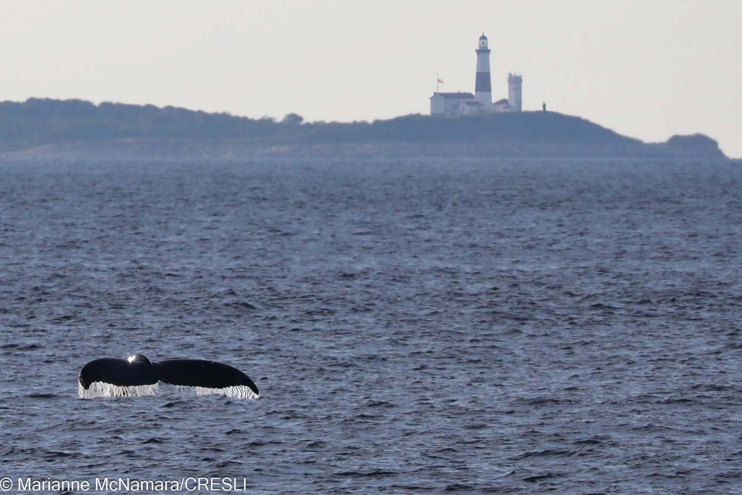 Whale diving in ocean with distant lighthouse on hill.