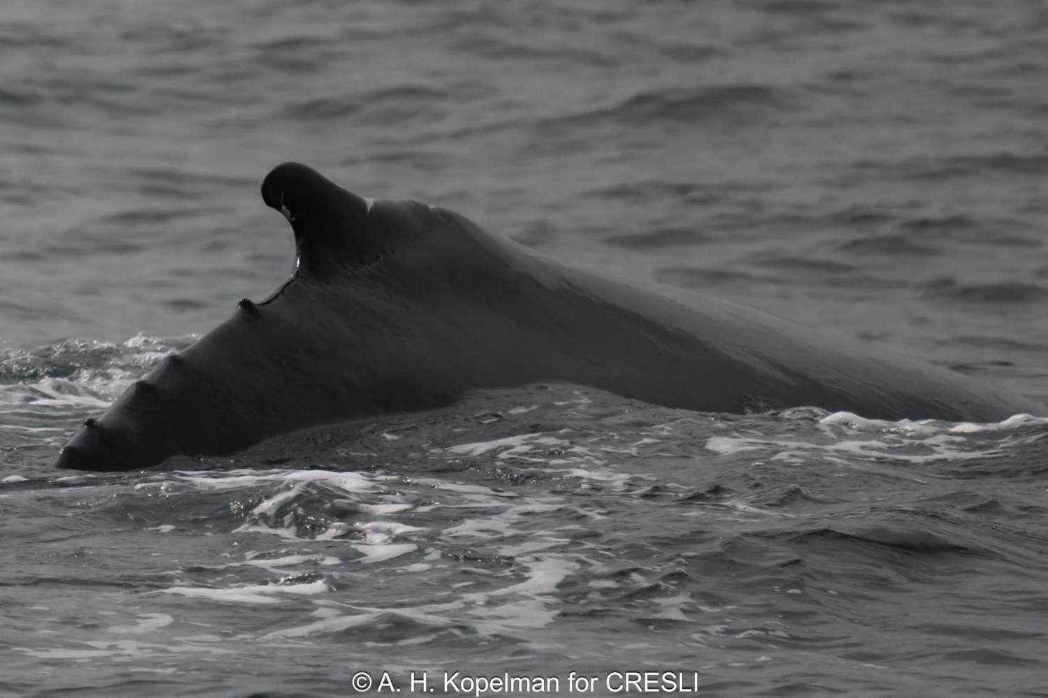 Close-up of a humpback whale's dorsal fin above water.