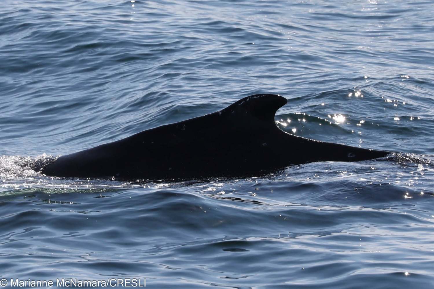 A dolphin's fin visible above ocean waves on a sunny day.