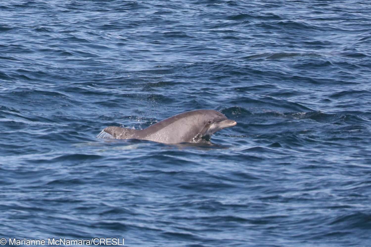 Dolphin swimming in the ocean with waves visible.