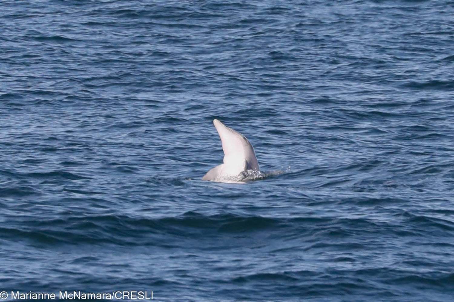 Dolphin fin protruding from the ocean surface.