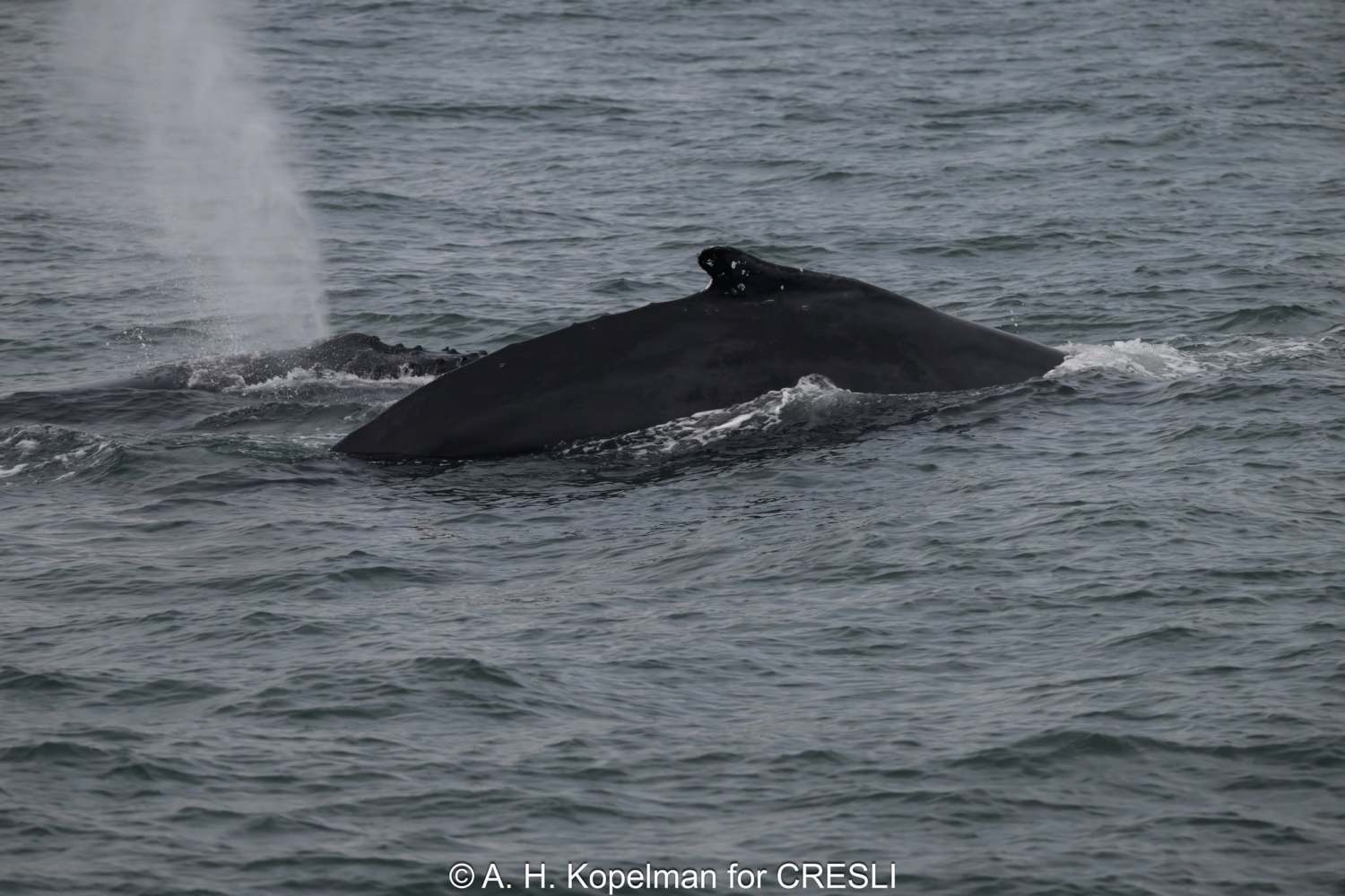 Whale emerging from the ocean surface, water spout visible.