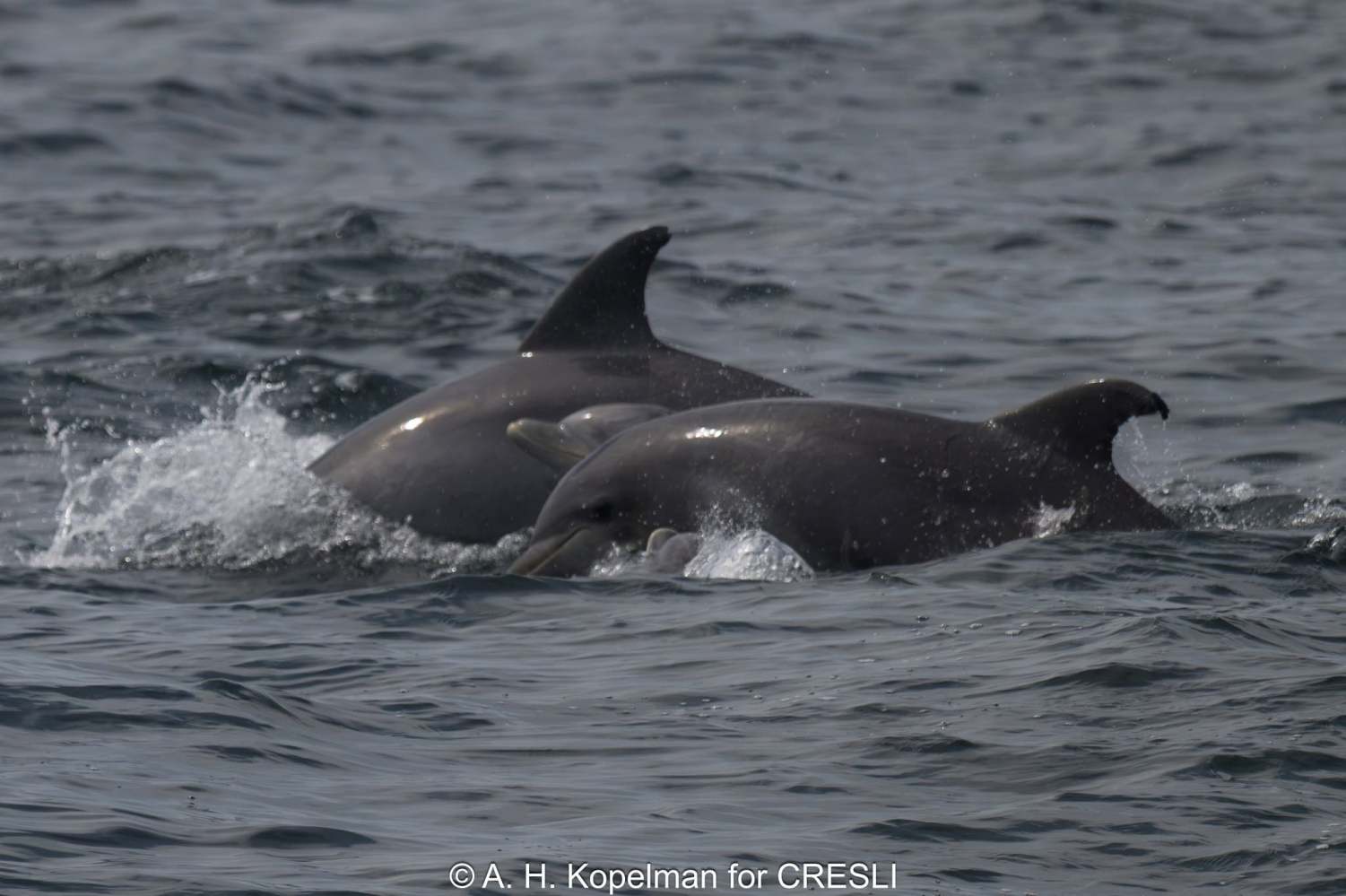 Two dolphins swimming in choppy ocean water.