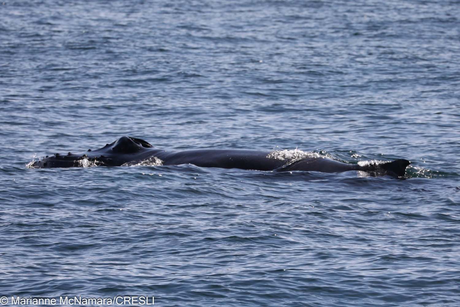 Whale surfacing in calm ocean waters on a clear day.