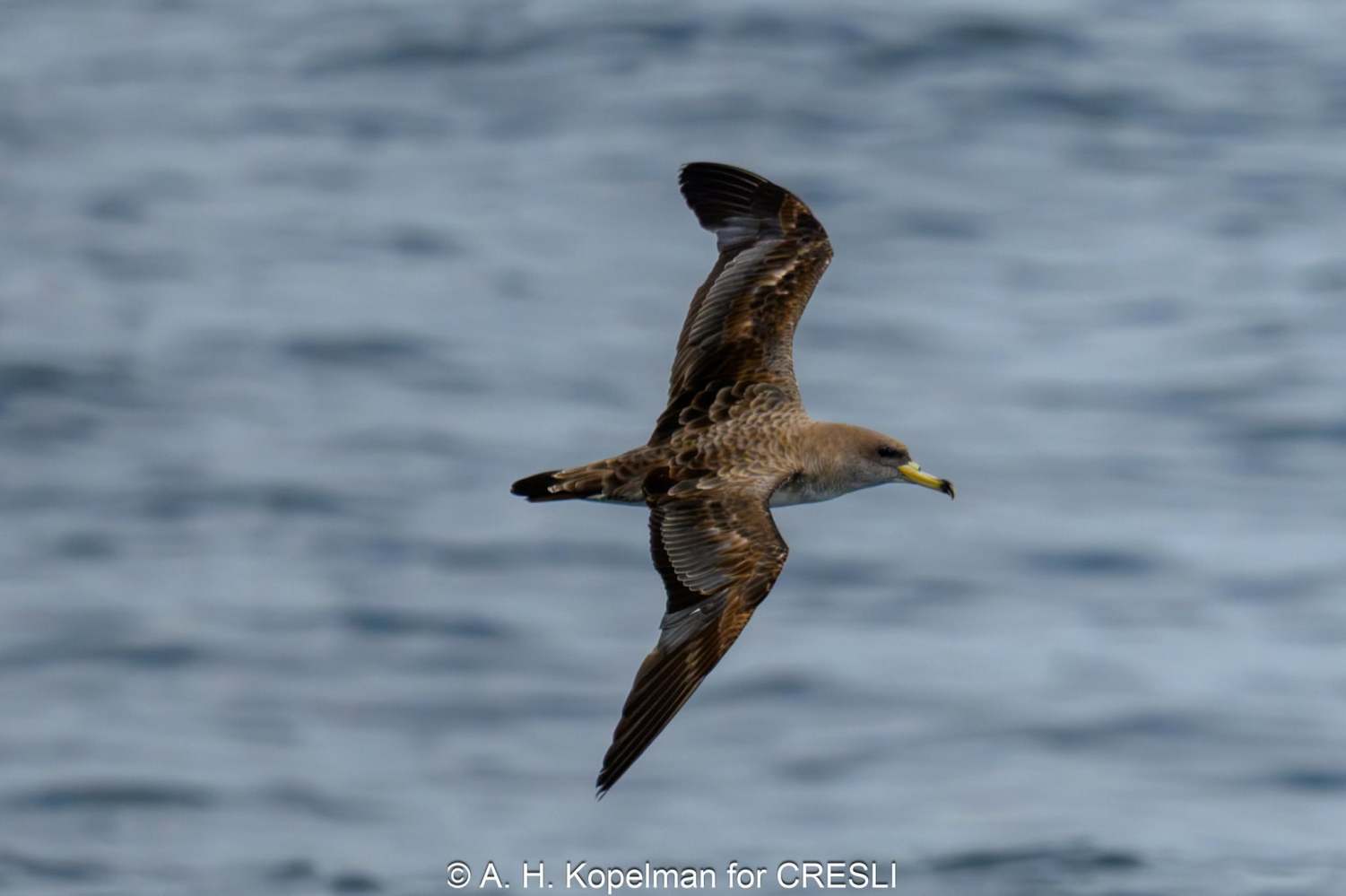 Bird in flight over ocean, wings spread, ocean waves below.
