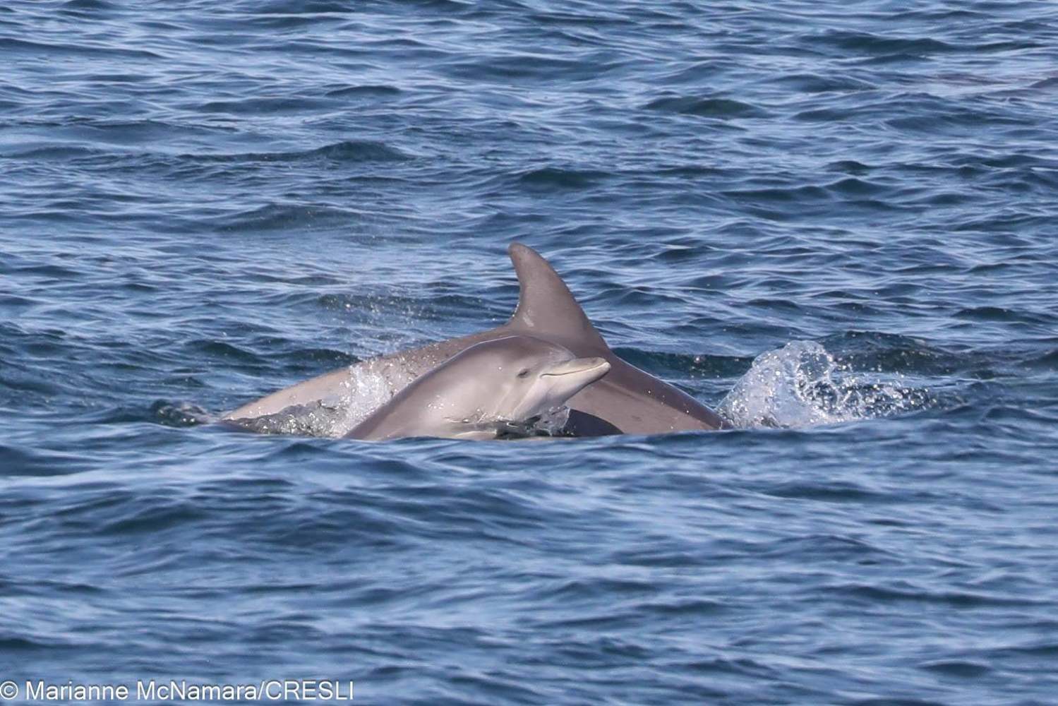 Two dolphins swimming in the ocean, partially emerged from the water.