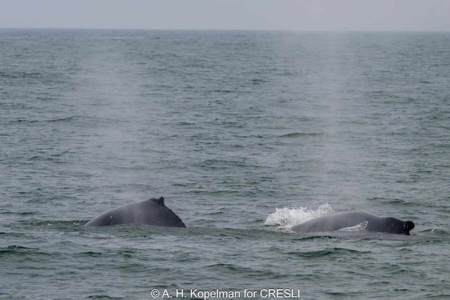 Two whales surfacing with spray in the ocean on a cloudy day.