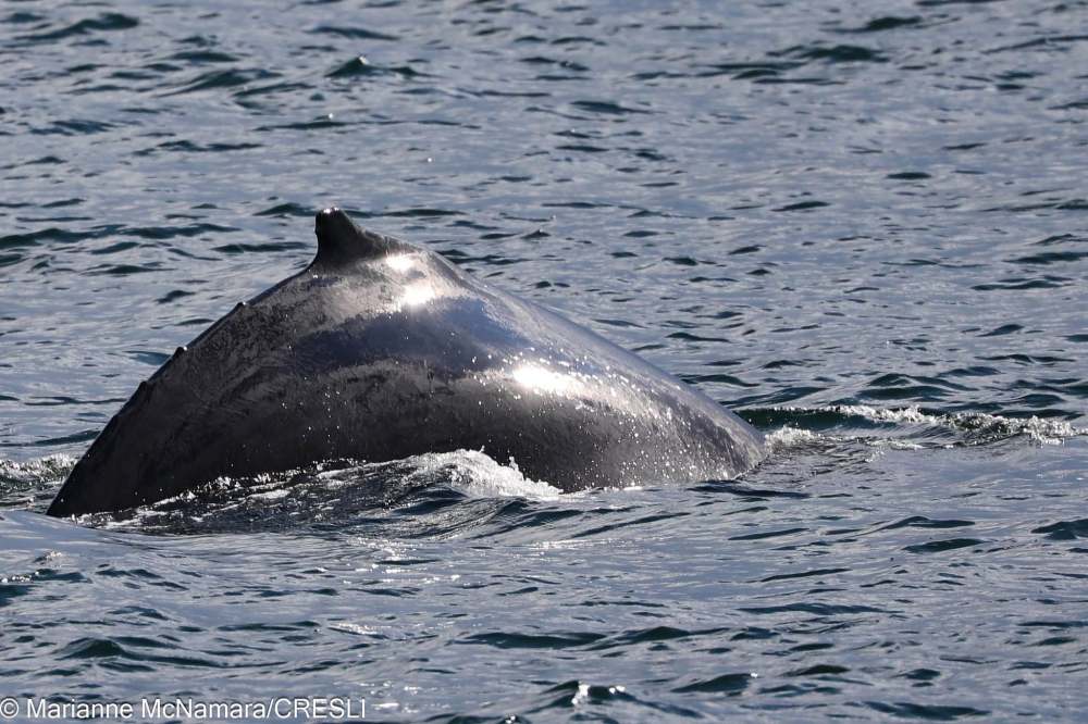 Humpback whale's back and dorsal fin above water.