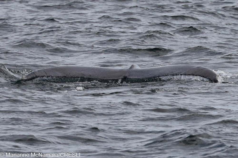 Whale tail fin visible above ocean waves.