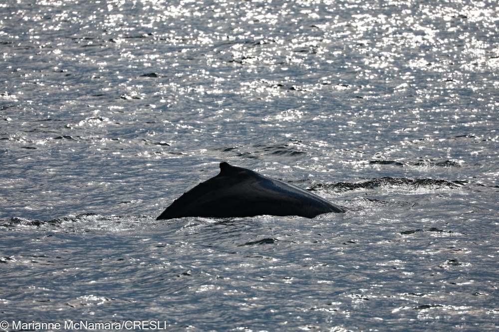 Humpback whale dorsal fin above water in sunlit ocean.
