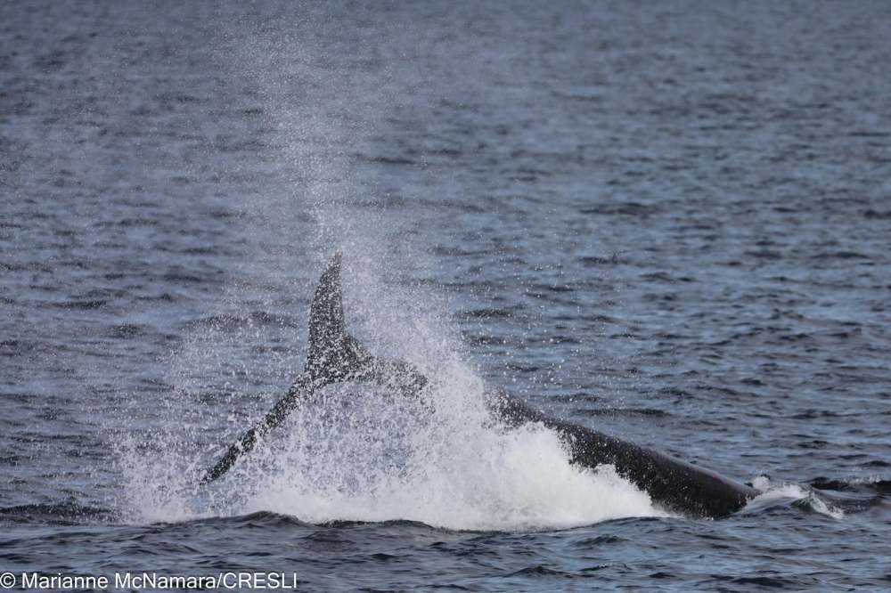 Whale breaching in ocean, water splashing around.