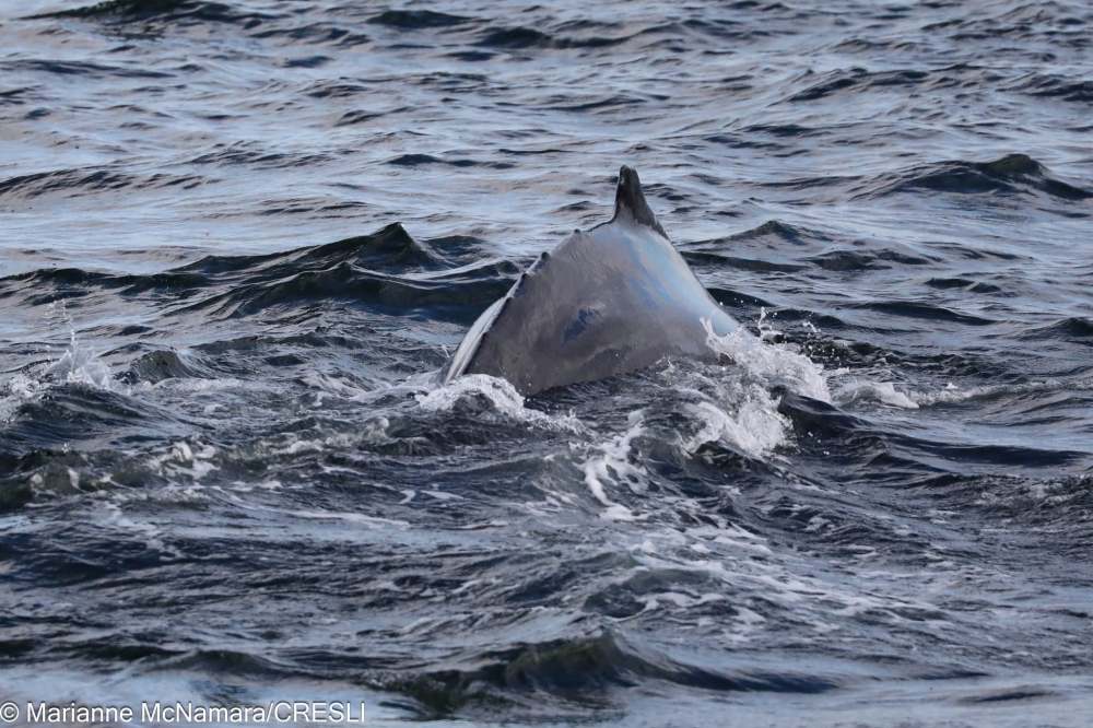 Dorsal fin of a minke whale breaking the ocean surface.