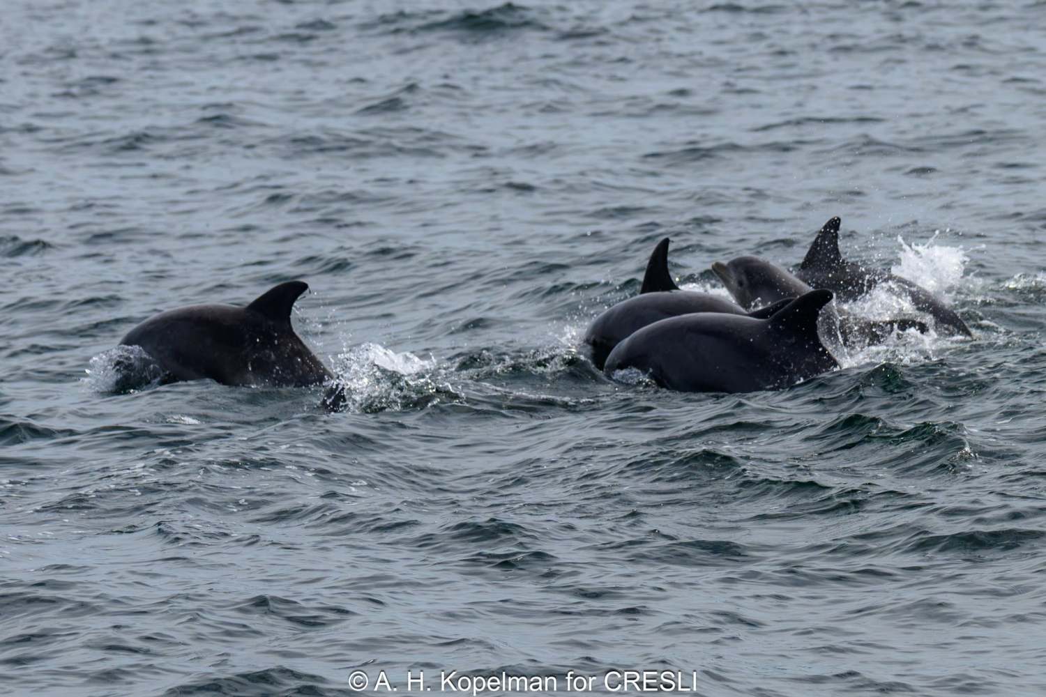 Group of dolphins swimming in the ocean, dorsal fins visible above water.