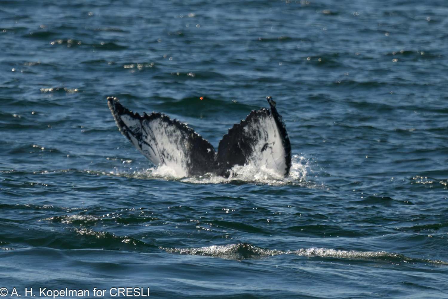 Whale tail emerging from ocean water.