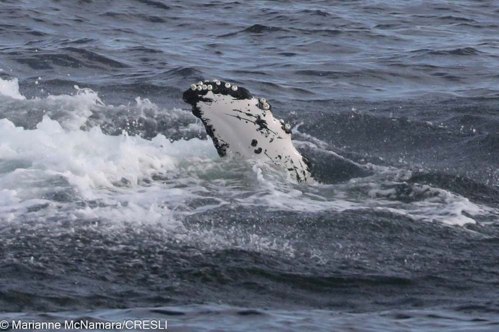 Humpback whale's head emerging from ocean waves.