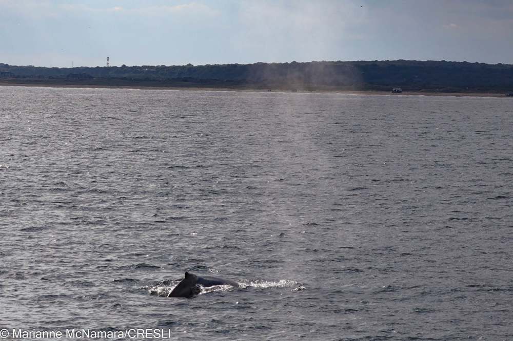 Whale surfacing, exhaling mist above water near distant shoreline.