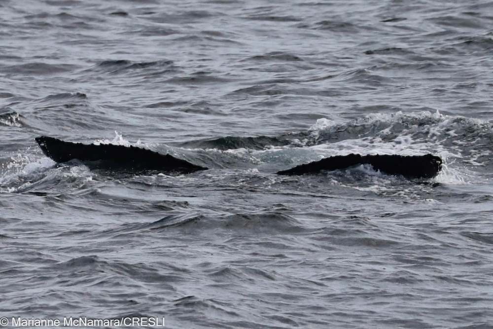 Whale's tail above ocean water surface.