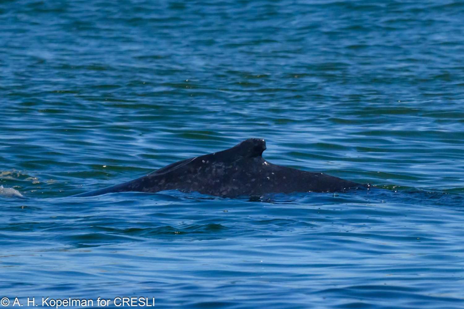 Whale partially submerged in blue ocean water.