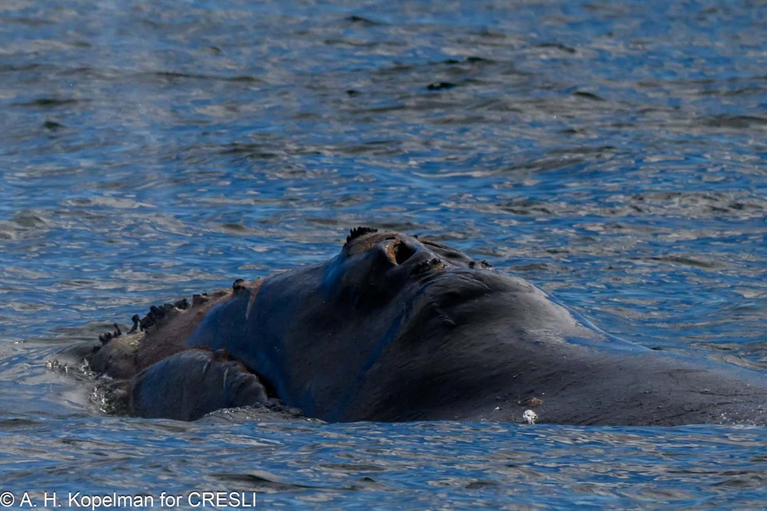 Whale surfacing with part of its body visible above water.