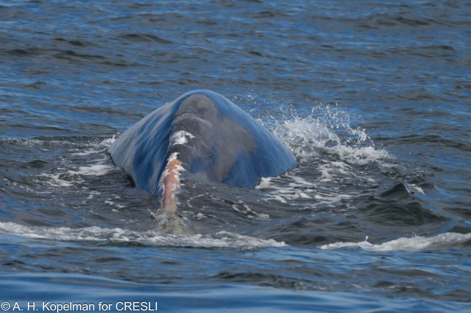 Blue whale surfacing with visible dorsal fin in ocean waves.